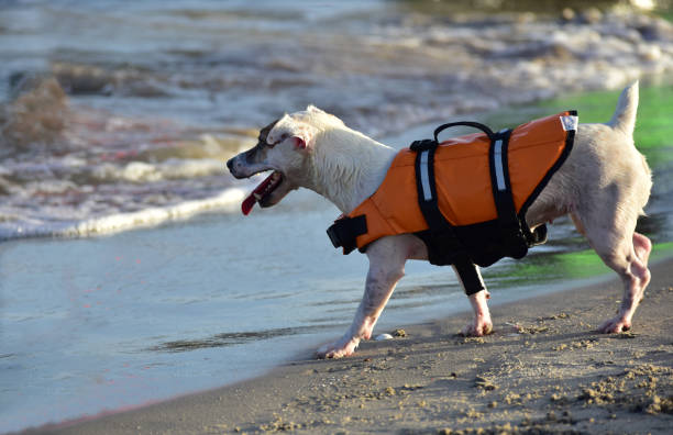 istock Dog running and playing on the seashore 1739835323