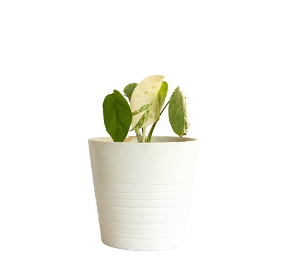 istock Monstera Albo variegated plant with sunburn leaf in a white ceramic pot isolated on white background 1739898190