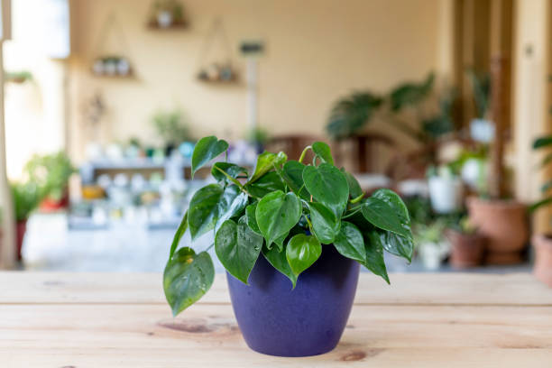 istock Philodendron hederaceum green leaves plant in a decorative pot. 1739898623