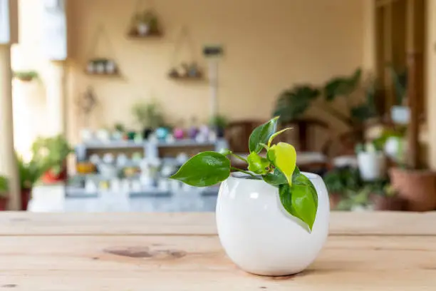 Photo of Philodendron brasil tropical plant with yellow stripes in a white ceramic decorative pot.