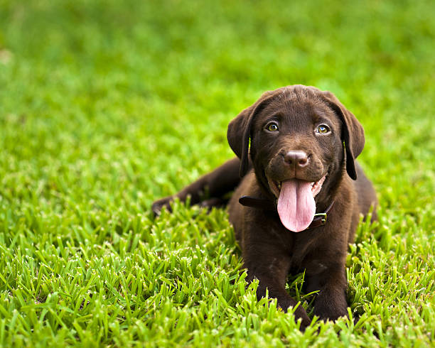 Labrador Retriever Chocolate Puppy Stock Photo - Download Image Now - Puppy,  Labrador Retriever, Animal - iStock