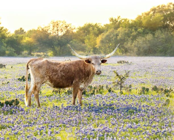 istock Longhorn in the Bluebonnets 1739911288