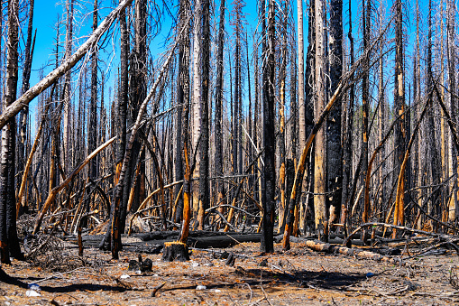 Black charred forest of tree trunks after forest fire in Lassen Volcanic National Park