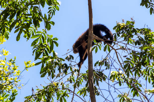 Capuchin monkey (Cebus apella) on top of the tree in Atlnatic Rainforest in Brazil
