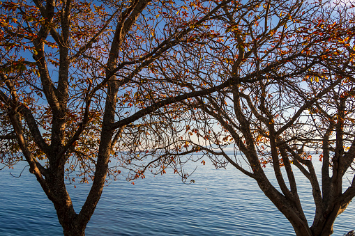 Trees along the waterfront with golden leaves in early Fall.