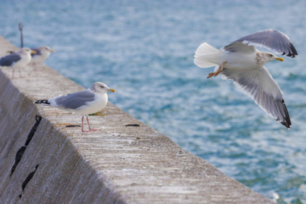 istock Sea embankment and seagulls 1739964567