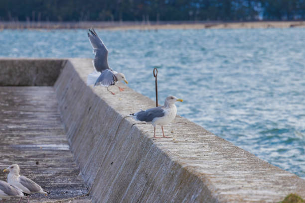istock Sea embankment and seagulls 1739964575