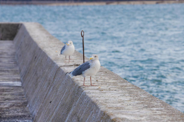 istock Sea embankment and seagulls 1739964578