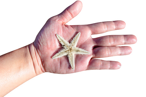 hand holding starfish isolated on white background,include clipping path