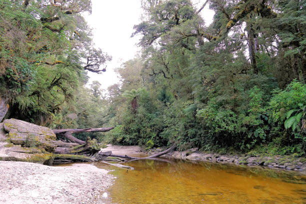 istock New Zealand South Island 1739968892