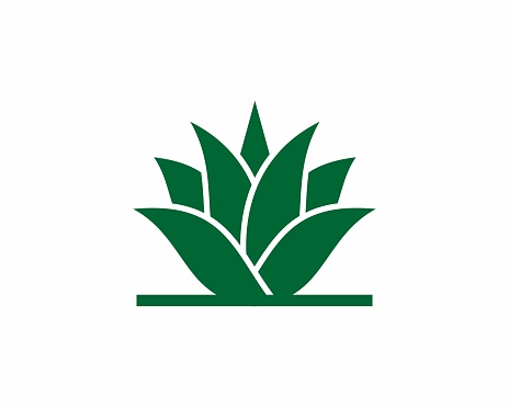 Simple green agave vector illustration logo