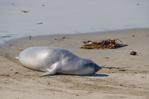 Elephant seal close up on the beach, San Simeon State Park, California Coast