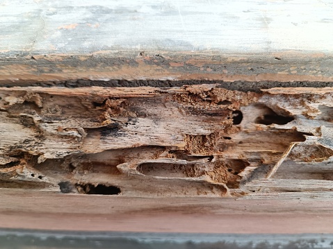 views of decaying wood with holes and soil that has been eaten by termites