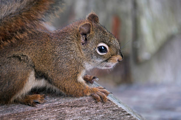 istock Cute red squirrel on the edge of a wooden deck. 1739981189