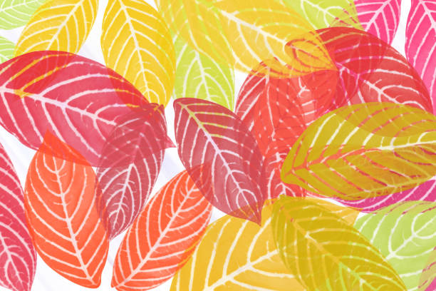 colorful leaves pattern on white background,gradient color pastel autumn leaf,ideas graphic design for web or banner