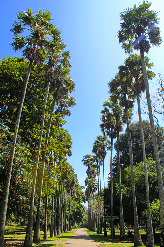 The palm Alley at the Peradeniya Botanical garden, Sri Lanka. Sunny day with copy space for text