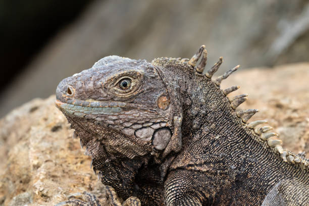 istock Closeup, Green Iguana on rock. Looking at camera. 1740013806