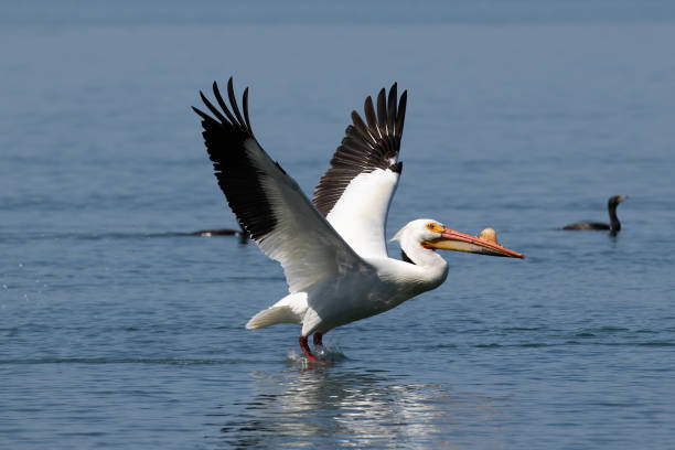 istock American White Pelican, wings spread, landing on water. 1740014256