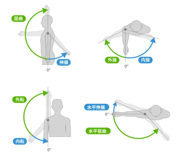 Vector illustration of Shoulder joint motion and direction of motion