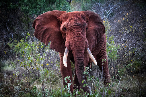 Elephant after a mud bath in Kenya, Africa.