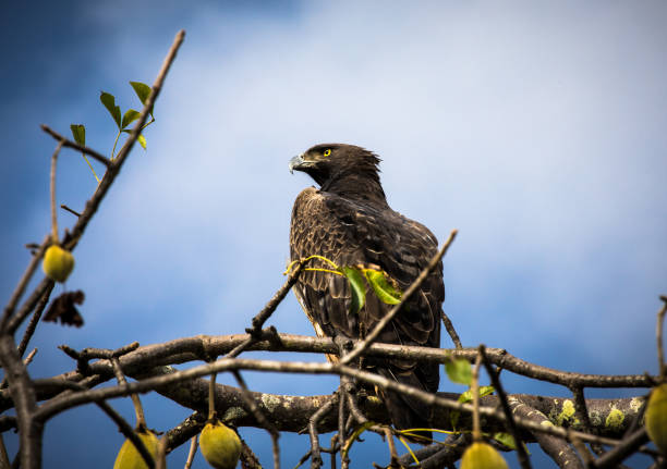 istock Martial eagle from Kenya, Africa. 1740042281