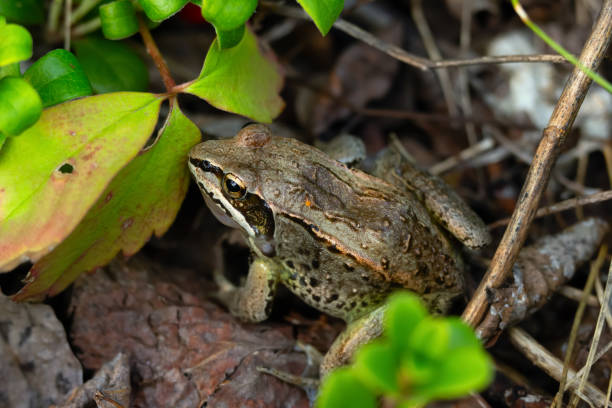 a frog stays cool in a pond near Aransas National Wildlife Reuge