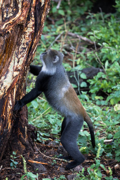 istock Sun-tailed monkey climbing a tree in Kenya, Africa. 1740048092