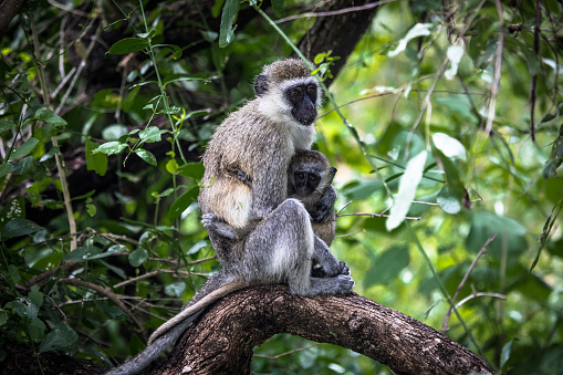 Vervet monkey cuddling her child while sitting on a tree branch in Kenya, Africa.