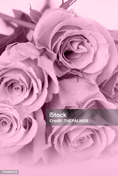 Roses Pink Toned Stock Photo - Download Image Now - Anniversary, Beautiful People, Beauty