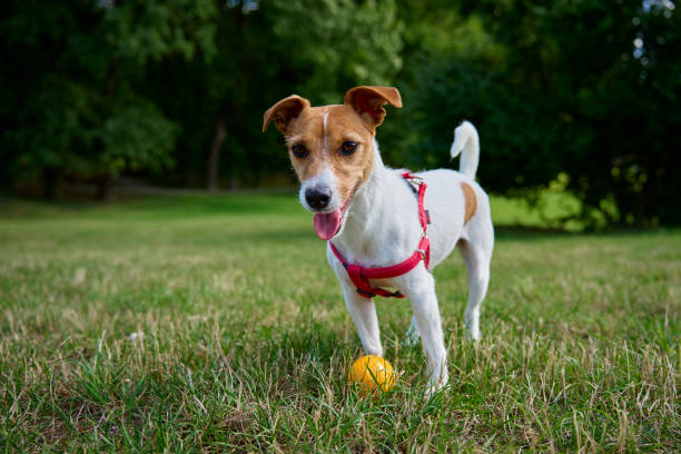 istock Active dog playing with toy ball at summer day 1740062501
