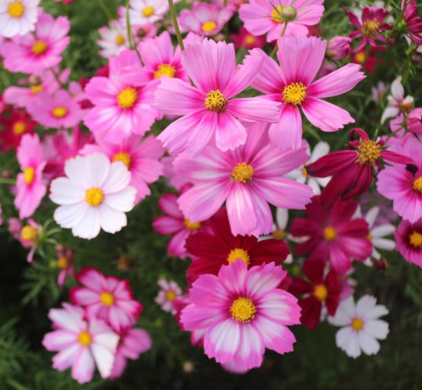 istock pink flowers pink cosmos 1740073087