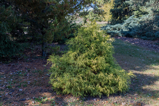 This image shows a full frame texture background of a small American arborvitae (thuja) tree on a sunny day.
