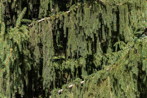 This image shows a full frame texture background of weeping white spruce (picea glauca pendula) tree branches on a sunny day.