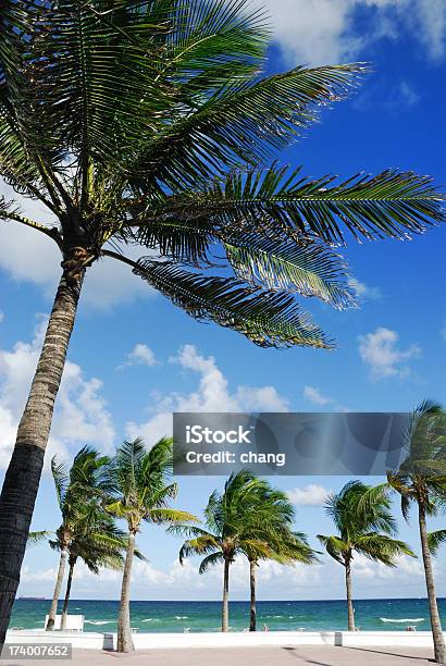 Palms Am Strand Von Fort Lauderdale Stockfoto und mehr Bilder von Florida - USA - Florida - USA, Süden, Strand