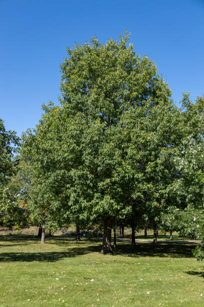 Northern red oak tree on a sunny day