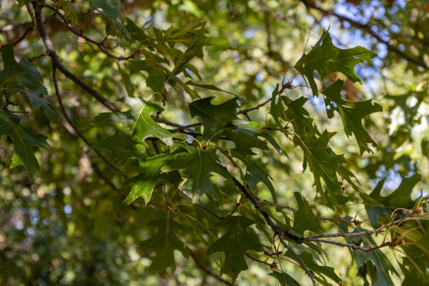 istock Texture background of oak tree leaves 1740076683