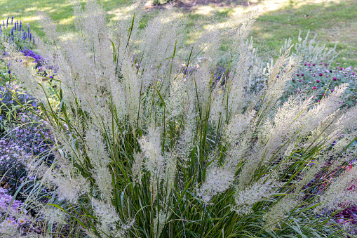 This image shows a full frame macro texture background of white color ornamental feather reed grass (calamagrostis brachytricha) in bloom.