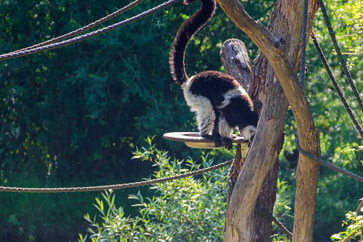 Black and white ruffed lemur (Varecia variegata)