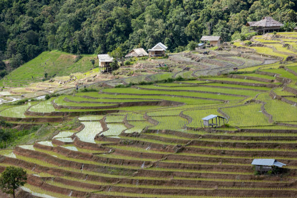 istock rice field at Mae Cham Chiangmai Northern Thailand 1740087876