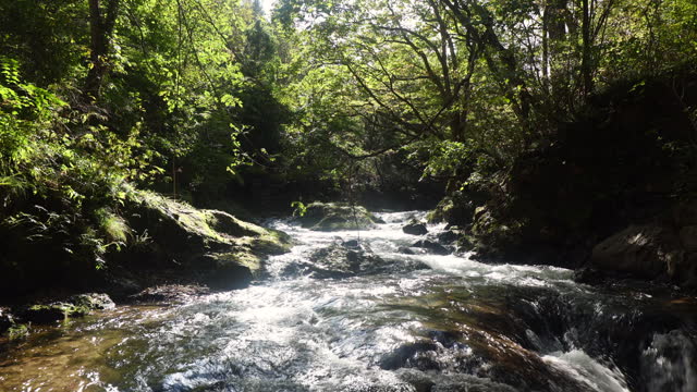 Forest stream in the mountains of Japan slow zoom out