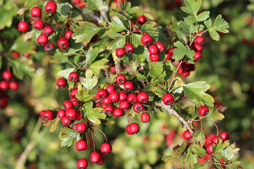 Close up of red hawthorn or crataegus berries in autumn