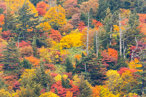 Views of colorful autumn mountains in Hachimantai in Japan.