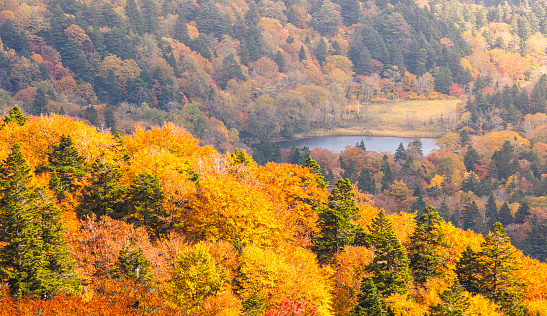Autumn, fall forest. Autumn lake in colorful forest.  Lake Junaluska in autumn colors. Autumn lake in colorful forest. Blue Ridge Mountains, Asheville, North Carolina, USA.