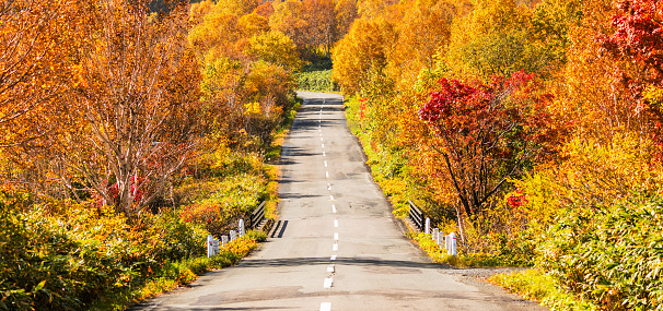 An empty colorful autumn forest road in the mountains of Hachimantai in North Japan.