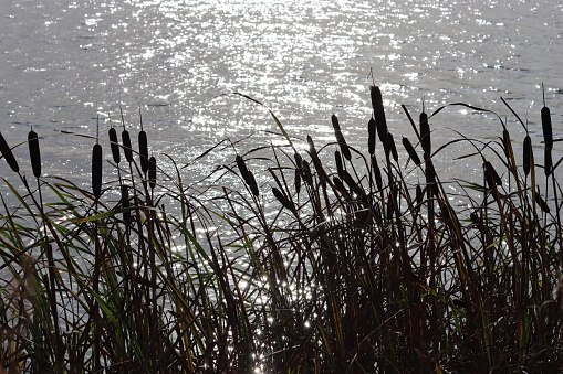 Bulrushes lining a lake glittering in sunlight