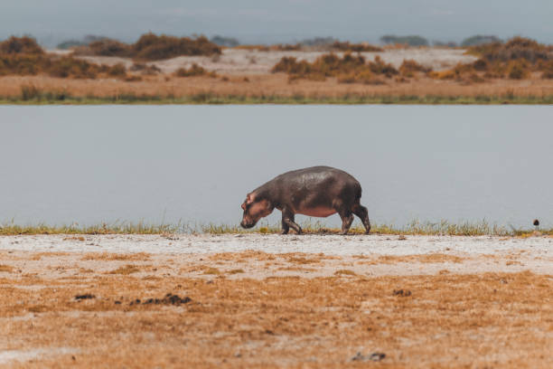 In the picturesque landscape of Amboseli National Park, Kenya, a baby Hippopotamus embarks on an exploratory walk down the dry, orange-hued lakeside. The arid earth in the foreground contrasts with the serene lake in the background, where a small strip of grassland adds a touch of green to the scene. This charming image captures the essence of discovery and curiosity within the untamed beauty of Amboseli, where the park's diverse landscapes come together to provide a remarkable setting for wildlife exploration.