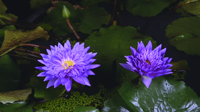 Beautiful purple water lily blooming in the pond on a green leaves background.