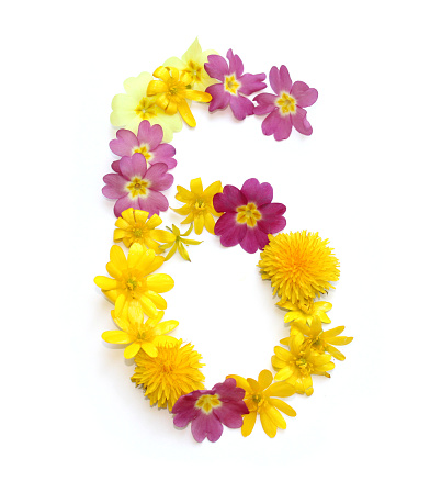 six 6 number made from freshly picked yellow and pink flowers. for birthday party, anniversaries, wedding celebrations and corporate events, isolated on a white background