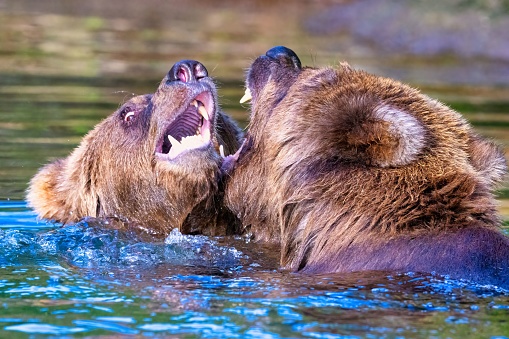 Two Alaskan Brown Bears (Ursus horribilis) fighting in a river