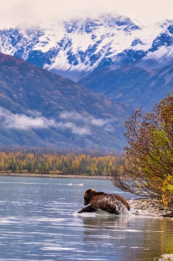 An Alaskan Brown Bear (Ursus horribilis) at Lake Clark National Park looking for food